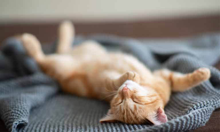 Wellness-Trend Niksen - Tiere machen es vor